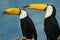 Full length pair portrait of adult toco toucan birds on tree branch