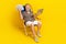 Full length photo of successful wealthy man sit lounger use netbook hold usd banknotes isolated on yellow color