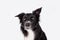 Full length portrait of an adorable purebred Border Collie looking annoyed isolated on grey background with copy space. Border