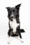 Full length portrait of an adorable purebred Border Collie looking annoyed isolated on grey background with copy space. Funny