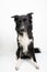 Full length portrait of an adorable purebred Border Collie looking aside isolated on grey background with copy space. Funny black