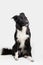 Full length portrait of an adorable purebred Border Collie looking aside isolated on grey background with copy space. Funny black