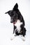 Full length portrait of an adorable purebred Border Collie looking down isolated on grey background with copy space. Funny black