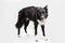 Full length portrait of an adorable purebred Border Collie looking shoked isolated on grey background with copy space. Funny black