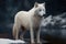 Full length portrait of an arctic wolf in winter. Canis lupus arctos also known as white wolf or polar wolf - Generative AI