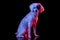 Full length portrait of beuatiful Chinese Crested Dog isolated on black studio background in pink neon light.