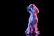 Full length portrait of beuatiful dog isolated on black studio background in pink neon light. .