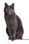 Full-length portrait of a cat-like Carthusian / Blue Russian. Grey coat