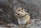 Full-length portrait of a cute chipmunk on a rock
