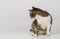 Full length portrait of funny curious striped cat looking behind his back isolated on grey wall background with copy space