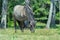 Full length portrait of grazing tarpan horse at green forest background