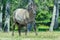 Full length portrait of looking at camera heck horse at green forest background