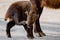 Full length portrait of a mishmi takin young man scratching his face