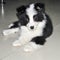 A full-length portrait of a puppy lying on its side on the ground