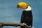 Full length portrait of sitting on tree gorgeous adult toco toucan