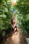 Full-length portrait of smiling beautiful woman squatting in a greenhouse and spraying bio fertiliser on the vegetables.