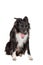 Full length portrait of tired purebred Border Collie dog yawning isolated on white background with copy space. Bored black and