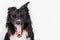 Full length portrait of tired purebred Border Collie dog yawning isolated on white background with copy space. Bored black and