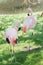 Full length portrait of two Chilean flamingos preening itself