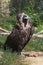A full-length portrait of a vulture sitting on the ground