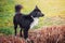 Full length profile portrait, curious border collie dog looking focused ahead standing outdoors near lake reed vegetation. Spring