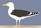 A full-length seagull, side view, stands on the sand against the background of the sea or sky. Vector oceanic white and gray bird