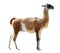 Full length shot of guanaco