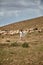 Full length shot of stylish woman in hat walking, enjoying the view of herds of sheep in the mountains on a sunny day