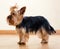 Full length shot of Yorkshire Terrier