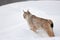 Full length side view of lynx standing on snow