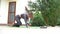 Full length side view of young woman learning balancing table pose on laptop in backyard