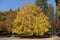 Full-length view of ash tree in October