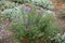 Full-length view of bush of Symphyotrichum dumosum with violet flowers