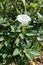 Full-length view of datura in bloom