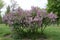 Full-length view of flowering bush of lilac
