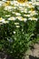 Full-length view of flowering Leucanthemum vulgare in June