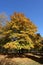 Full length view of maple with autumnal foliage in October