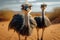 Full length view Ostrich standing in the sand looks directly at the camera