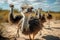 Full length view Ostrich standing in the sand looks directly at the camera