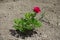 Full-length view of small peony bush with one magenta colored flower in May