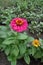 Full length view of zinnia with magenta-colored flower