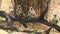 Full or medium shot of Gray or Hanuman langurs or indian langur or monkey alert family coming one by one in frame and climbing on