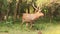 Full or medium shot of male sambar deer or rusa unicolor taking smell in rut season in outdoor jungle safari at forest of central
