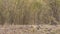 Full or medium shot of wild male bengal tiger resting or sleeping in shade in scorching hot summer season at bandhavgarh national