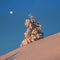 Full moon above the sunny christmas tree is covered with snow on the morning winter polar slope. Dawn northern minimalistic