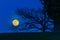 Full moon behind trees in the park of enns