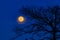 Full moon behind trees in the park of enns