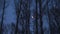 Full moon in birch grove in twilight