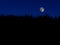 Full moon on a dark blue sky over the tree tops in wilderness forest