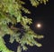 A full moon emits light in the night sky. Moonlight shines through the branches of a tree